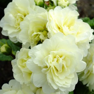 Primula Belarina Cream