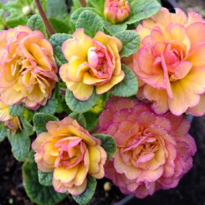 Primula Belarina Nectarine