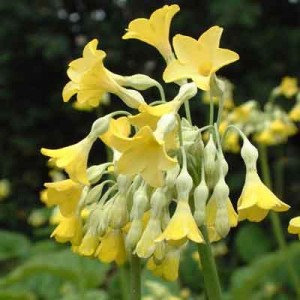 Primula florindae (himalayan cowslip)