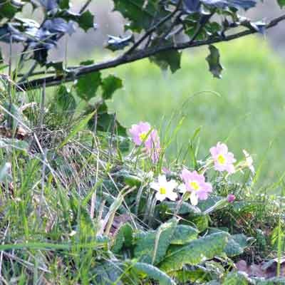 Primula vulgaris (Primrose)