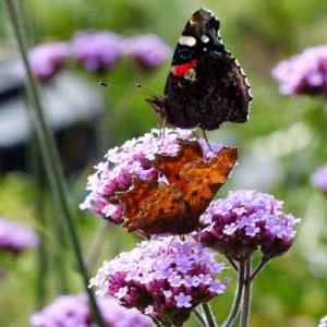 Comma and Red admiral on Verbena bonariensis