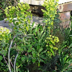 Euphorbia, Fennel & Thalictrum