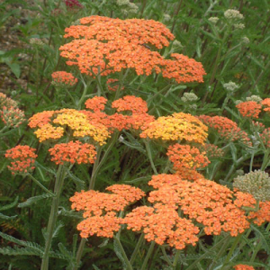 Achillea 'Terracotta'