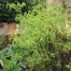 Adiantum pedatum