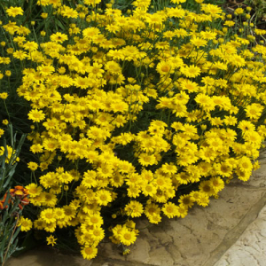 Anthemis tinctoria 'EC Buxton dwarf'