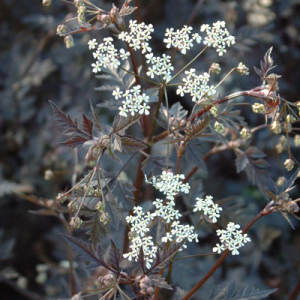 Anthriscus sylvestris 'Ravenswing'
