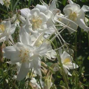 Aquilegia White Star (Kristal, Crystal Star)