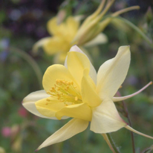 Aquilegia 'Yellow Star'