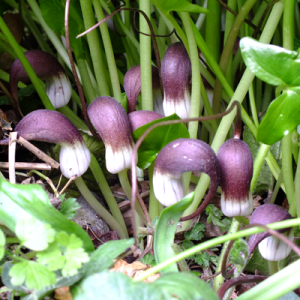 Arisarum proboscideum (Mouse Tail Plant)