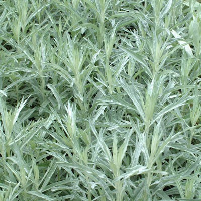 Artemisia ludoviciana 'Silver Queen'