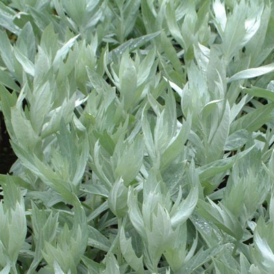 Artemisia ludoviciana 'Valerie Finnis'