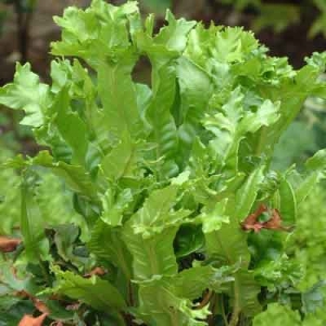 Asplenium scolopendrium Cristatum Group