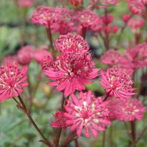 Astrantia major 'Claret'