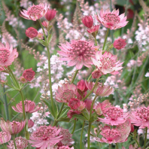 Astrantia 'Roma'