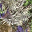 Athyrium nipponicum var pictum ('Metallicum')
