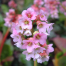 Bergenia 'Baby Doll'