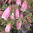 Campanula punctata 'Pink Chimes'
