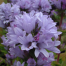 Campanula glomerata 'Caroline'
