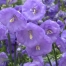 Campanula persicifolia 'Blue Bloomers'