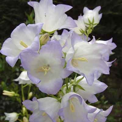Campanula persicifolia 'Chettle Charm' ('George Chiswell')