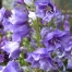Campanula persicifolia 'Pride of Exmouth'
