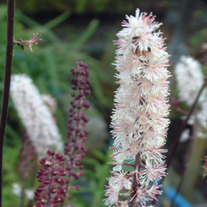 Actaea simplex 'Pink Spike' (Cimicifuga)