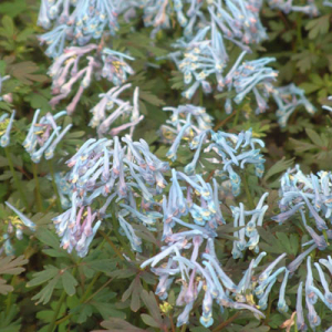 Corydalis flexuosa 'Blue Dragon' ('Purple Leaf')