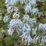 Corydalis flexuosa 'Blue Dragon' ('Purple Leaf')