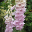 Digitalis purpurea 'Excelsior Hybrids'
