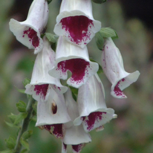 Digitalis purpurea 'Pam's Choice'