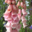 Digitalis purpurea 'Sutton's Apricot'