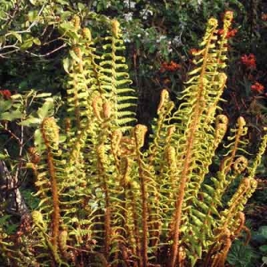 Dryopteris affinis