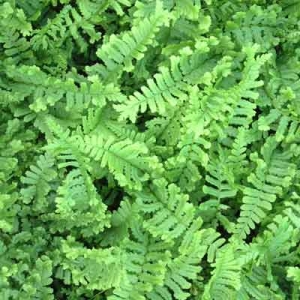 Dryopteris affinis 'Cristata' ('The King')