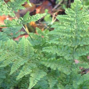 Dryopteris dilitata 'Crispa Whiteside'