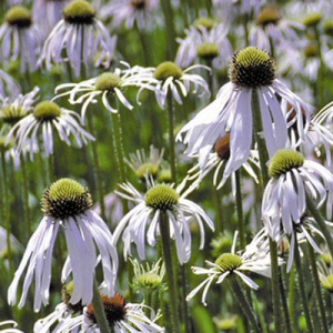 Echinacea pallida 'Hula Dancer'