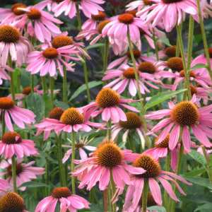 Echinacea purpurea 'Magnus' superior