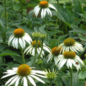 Echinacea purpurea 'Happy Star'