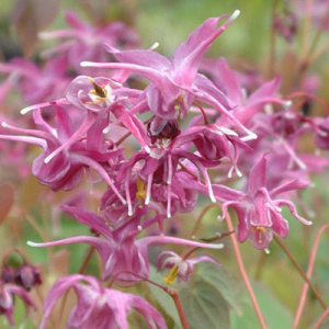 Epimedium grandiflorum 'Lilafee'