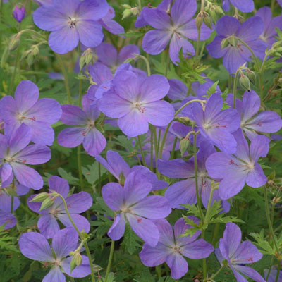 Geranium x johnsonii 'Johnson's Blue'