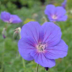 Geranium 'Orion'