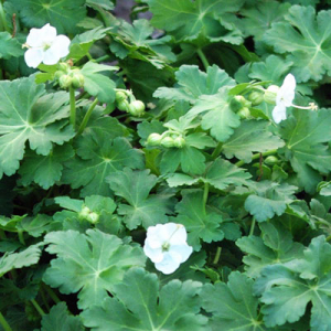Geranium macrorrhizum 'White Ness' ('Mount Olympus')