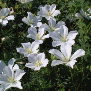 Geranium sanguineum 'Album'