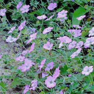 Geranium 'Mavis Simpson'