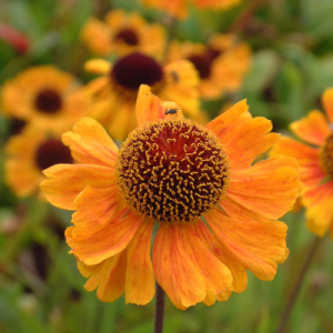 Helenium 'Wyndley'