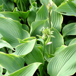 Hosta 'Abba Dabba Do'