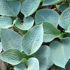 Hosta 'Big Daddy'