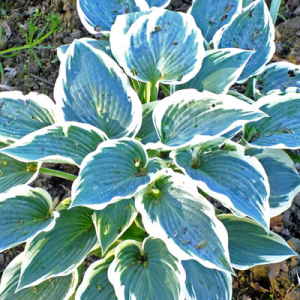 Hosta 'El Nino'