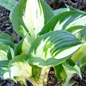 Hosta 'Fire and Ice'
