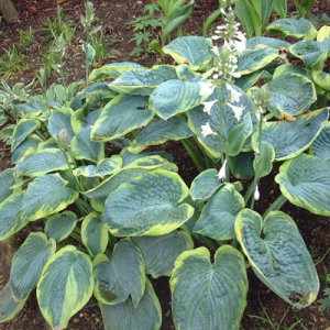 Hosta 'Frances Williams'