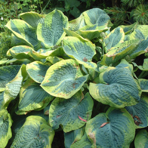 Hosta 'Frances Williams'